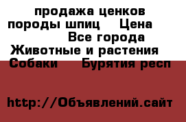 продажа ценков породы шпиц  › Цена ­ 35 000 - Все города Животные и растения » Собаки   . Бурятия респ.